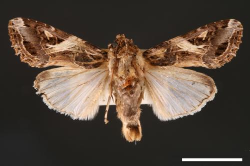 Spodoptera litura[斜紋夜蛾][00002791]