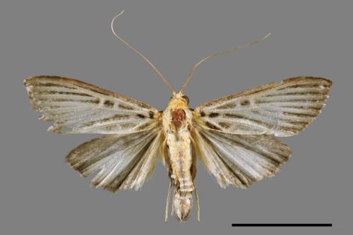 Tyspanodes hypsalis[00063786]