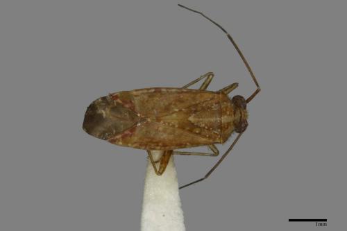 <已分類>Family：Miridae[盲椿象科][00040965]