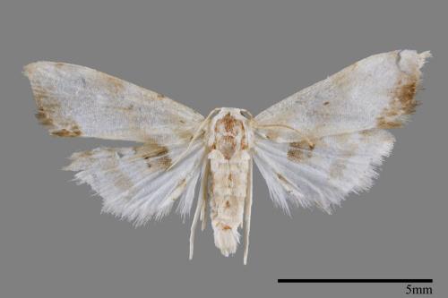 Holocryptis ussuriensis[00008571]