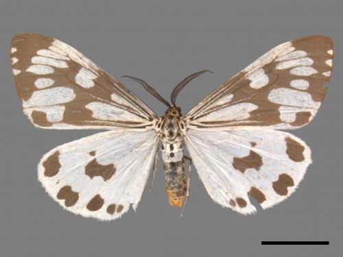 Nyctemera adversata[粉蝶燈蛾][00045978]