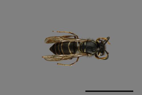 Vespula flaviceps[細黃胡蜂][00073324]