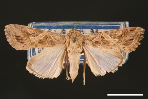 Spodoptera litura[斜紋夜蛾][00002827]