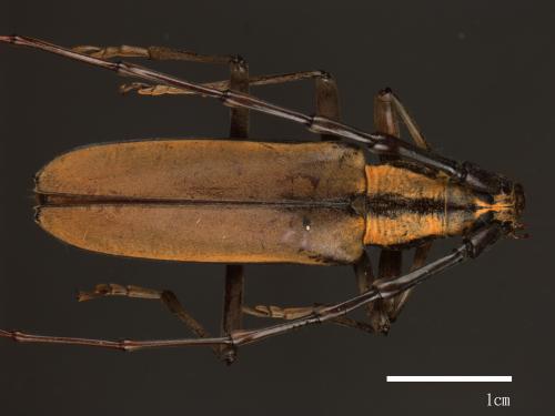 Massicus trilineatus fasciatus[胸條山天牛][00049489]