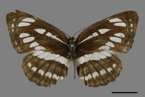 Neptis hylas luculenta[琉球三線蝶][00094513]