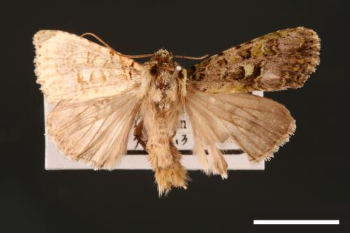 Euplexidia pallidivirens[00001917]