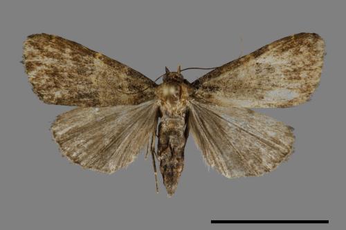 <已分類>Family：Noctuidae[夜蛾科][00092345]