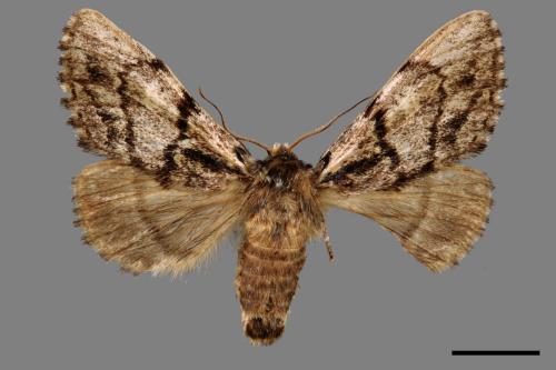 Phalerodonta inclusa formosana[幽蠶舟蛾][00057083]