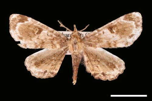 <已分類>Family：Noctuidae[夜蛾科][00007799]