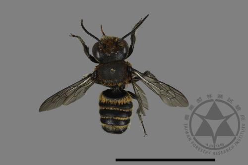 <已分類>Genus：Megachile[切葉蜂屬][00181072]