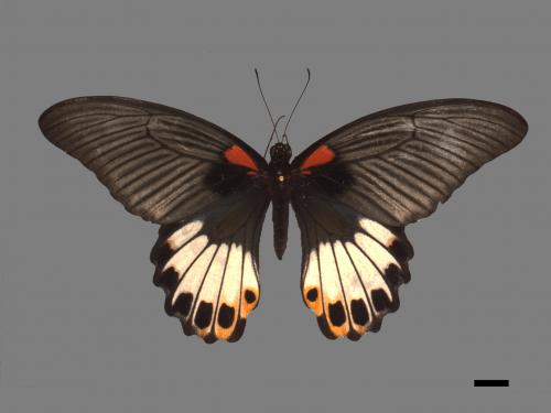 Papilio memnon heronus[大鳳蝶][00090309]