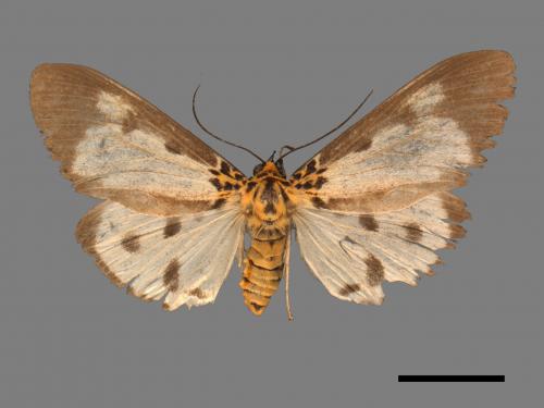 Asota plana lacteata[長斑擬燈蛾][00039796]
