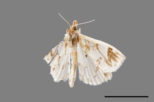 <已分類>Genus：Polythlipta[00055185]