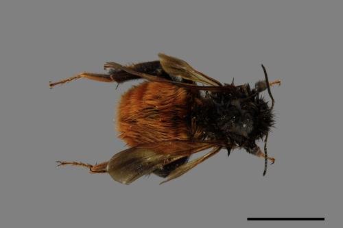 Bombus bicoloratus[雙色熊蜂][00074688]