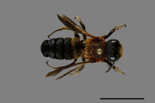 Megachile sculpturalis[粗切葉蜂][00074797]