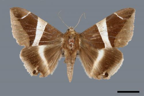 Dysgonia praetermissa[腎巾夜蛾][00005788]