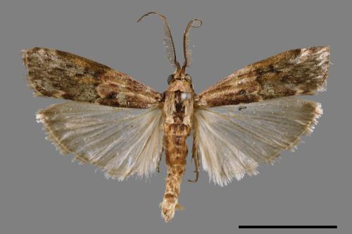 <已分類>Family：Pyralidae[螟蛾科][00063940]