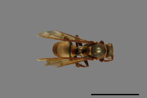 Polistes takasagonus[雙斑長腳蜂][00072658]