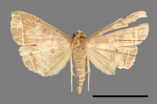 <已分類>Genus：Simplicia[00011345]