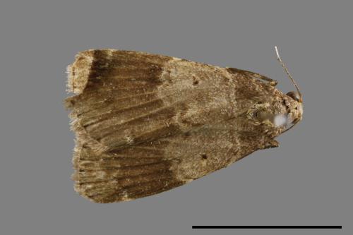 <已分類>Family：Noctuidae[夜蛾科][00010896]