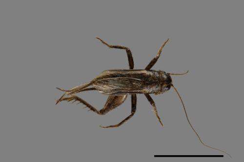 <已分類>Family：Gryllidae[蟋蟀科][00026676]