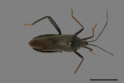 Notobitus meleagris[黑竹緣蝽][00075338]