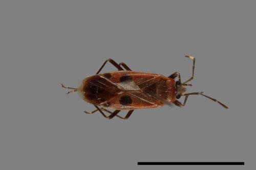 Physopelta parviceps[東亞斑紅椿][00040180]