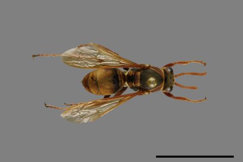 Polistes takasagonus[雙斑長腳蜂][00072807]