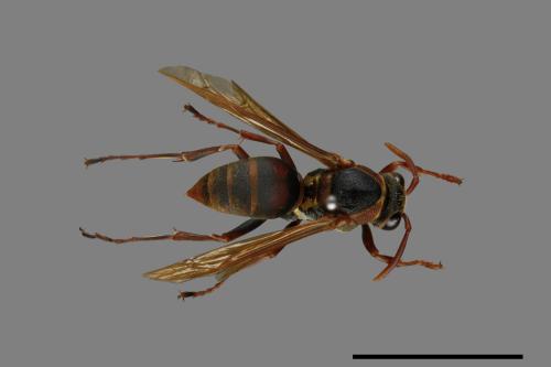 Polistes takasagonus[雙斑長腳蜂][00072681]