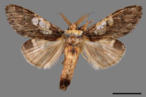 Syntypistis comatus[白斑跨舟蛾][00058485]