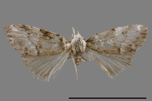 <已分類>Family：Noctuidae[夜蛾科][00011927]