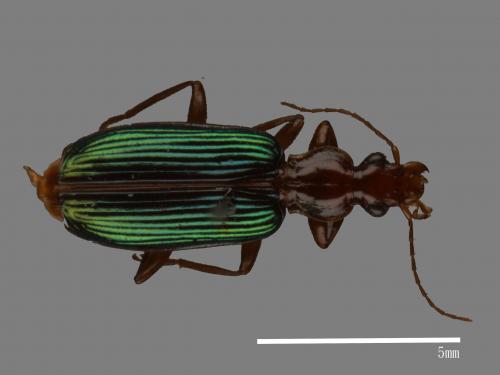 <已分類>Family：Carabidae[步行蟲科][00049708]