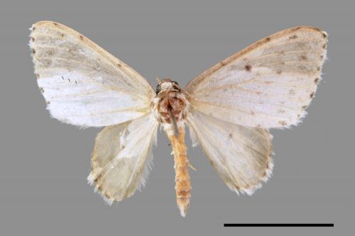 Naxidia punctata[胡麻斑白波尺蛾][00054891]