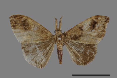 Orgyia postica[小白紋毒蛾][00023777]