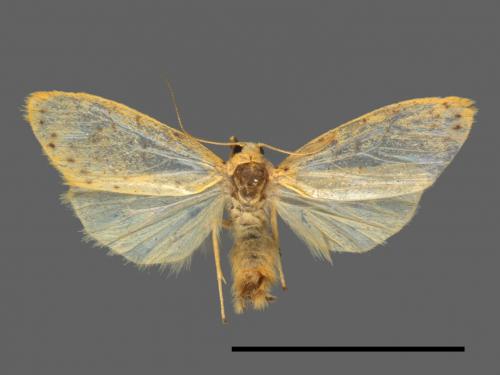 Asura alikangiae[關山豔苔蛾][00045355]