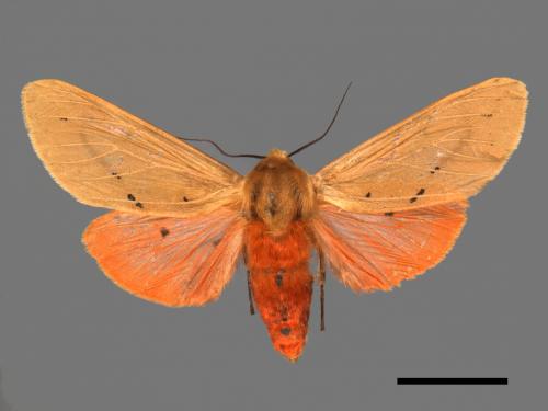 Spilarctia wilemani[褐赭污燈蛾][00042583]