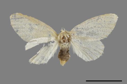 <已分類>Genus：Euproctis[00022103]