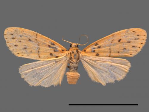 Asura acteola[台條紋豔苔蛾][00021883]