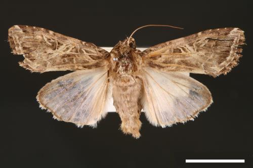 Spodoptera litura[斜紋夜蛾][00002800]