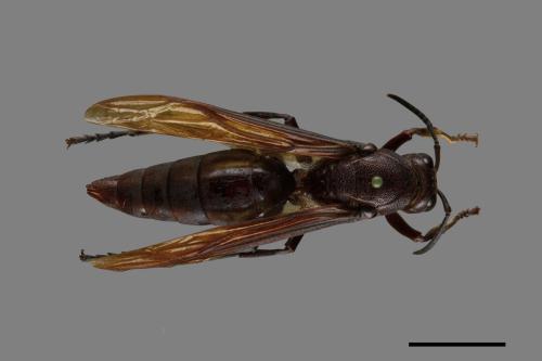 Polistes gigas[巨長腳蜂][00074380]