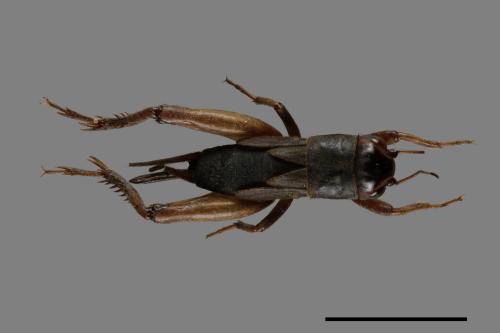 <已分類>Family：Gryllidae[蟋蟀科][00054152]