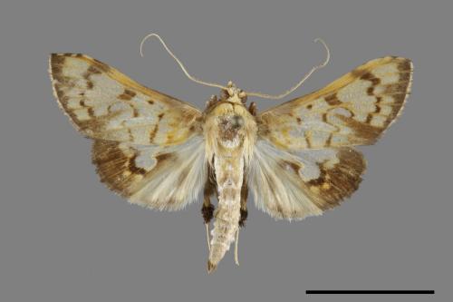 <已分類>Family：Crambidae[草螟科][00100634]