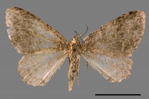 <已分類>Family：Geometridae[尺蠖蛾科][00052200]
