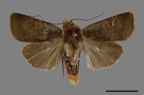 Diarsia subtincta[灰褐歹夜蛾][00094883]