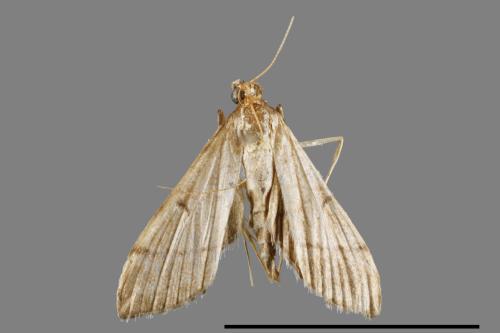 <已分類>Family：Crambidae[草螟科][00065367]
