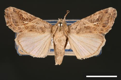 Spodoptera litura[斜紋夜蛾][00002850]