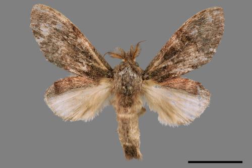 Vaneeckeia pallidifascia centrobrunnea[褐丸舟蛾][00056432]