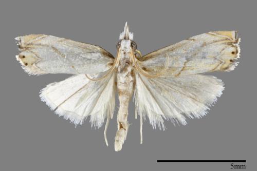 <已分類>Family：Crambidae[草螟科][00093065]