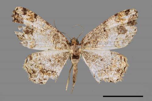 Deileptenia rimosaria[黑斑微黃尺蛾][00044198]