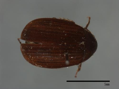 <已分類>Family：Scarabaeidae[金龜子科][00084184]
